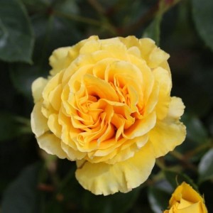 ANNIVERSARY WISHES (floribunda)